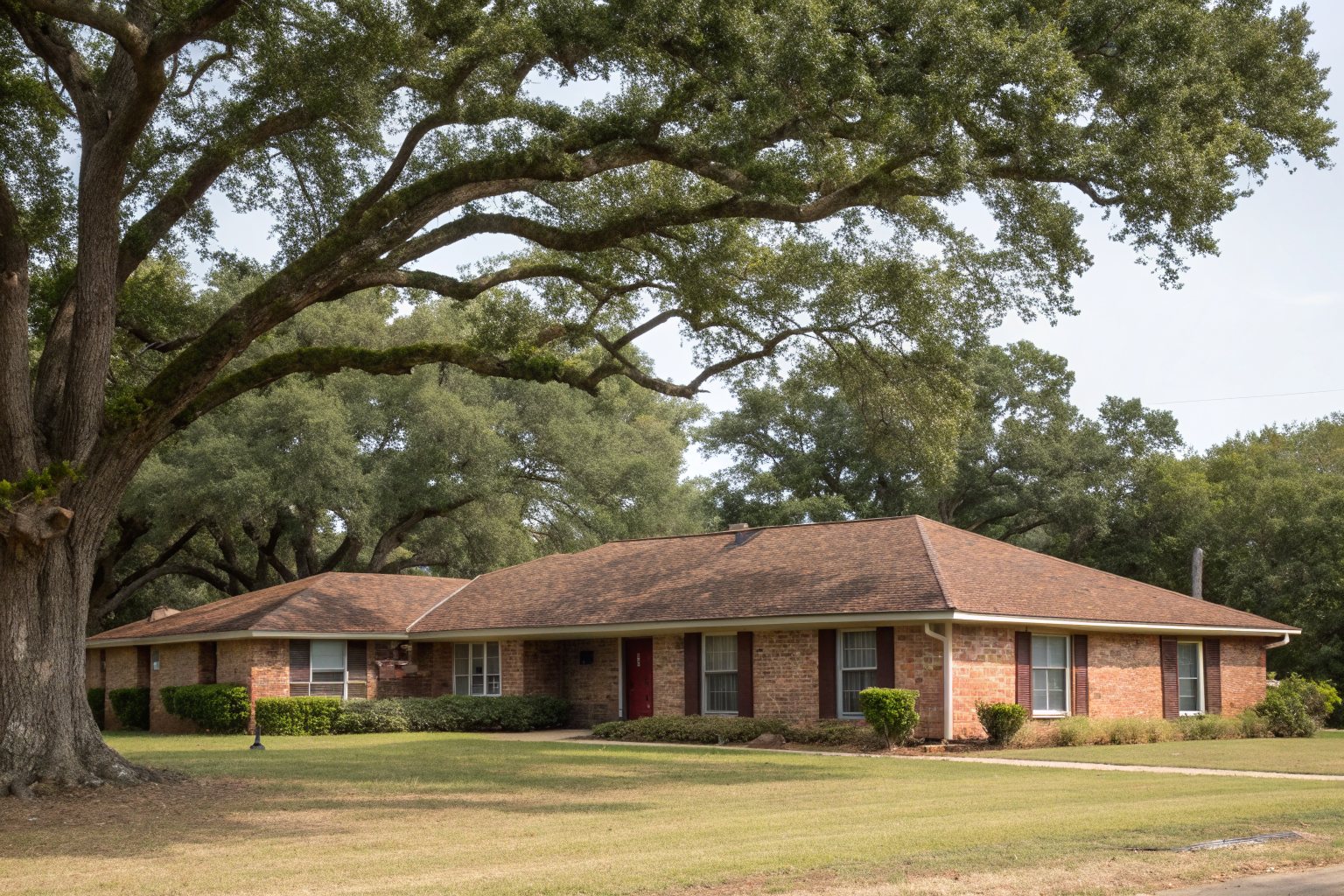 A one-story red brick ranch house with a faded brown shingle roof under a huge live oak